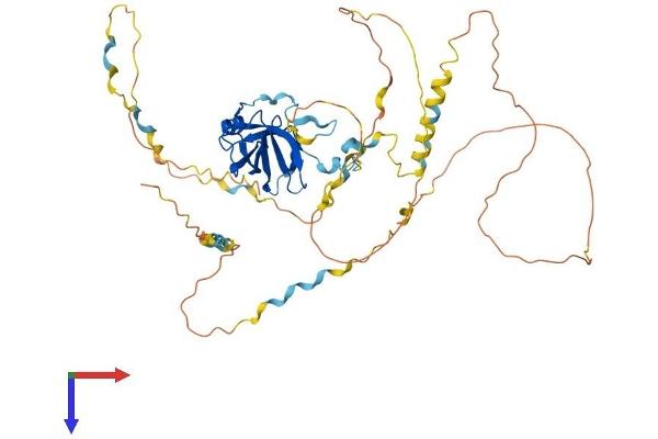 NAF1 Protein (AA 1-489) (His tag)