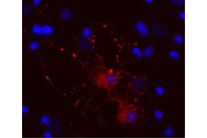 Indirect immunostaining of PFA fixed cultured rat oligodendrocyte (dilution 1 : 500; red). (MBP 抗体)