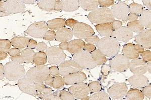 Immunohistochemistry analysis of paraffin-embedded mouse muscle using,APOBEC2 (ABIN7073085) at dilution of 1: 400 (APOBEC2 抗体)