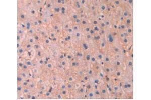 Detection of APOA5 in Human Liver Tissue using Monoclonal Antibody to Apolipoprotein A5 (APOA5) (APOA5 抗体  (AA 167-335))