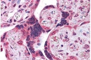 Human Placenta: Formalin-Fixed, Paraffin-Embedded (FFPE) (LYPD3 抗体  (N-Term))