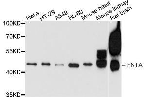 Western blot analysis of extracts of various cell lines, using FNTA antibody. (FNTA 抗体)