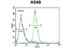 ZNF324B Antibody (C-term) flow cytometric analysis of A549 cells (right histogram) compared to a negative control cell (left histogram). (ZNF324B 抗体  (C-Term))
