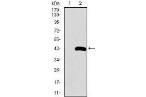 Western blot analysis using SFTPC mAb against HEK293 (1) and SFTPC (AA: 60-180)-hIgGFc transfected HEK293 (2) cell lysate. (Surfactant Protein C 抗体  (AA 60-180))
