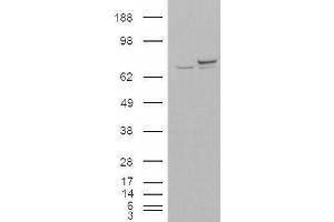 HEK293 overexpressing KU70 (ABIN5410180) and probed with ABIN190763 (mock transfection in first lane). (XRCC6 抗体  (N-Term))
