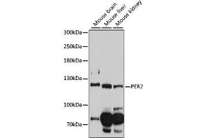 Western blot analysis of extracts of various cell lines, using PER2 antibody (ABIN6134741, ABIN6145451, ABIN6145453 and ABIN6218314) at 1:1000 dilution. (PER2 抗体  (AA 1-100))