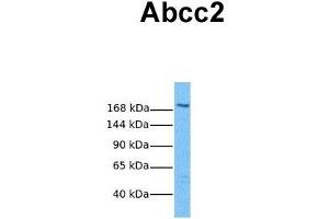 Host:  Rabbit  Target Name:  Abcc2  Sample Tissue:  Mouse Thymus  Antibody Dilution:  1. (ABCC2 抗体  (Middle Region))