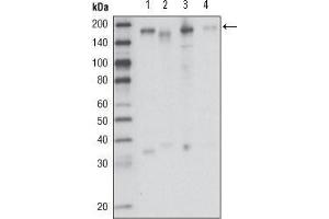 Western blot analysis using RON mouse mAb against HCC827 (1), HT-29 (2), HCT-116 (3) and BxPC-3 (4) cell lysate. (MST1R 抗体  (AA 210-320))