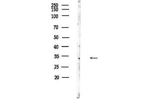 anti-RAB40B, Member RAS Oncogene Family (RAB40B) (C-Term) antibody