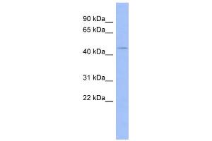 WB Suggested Anti-ZNF70 Antibody Titration:  0. (ZNF70 抗体  (N-Term))