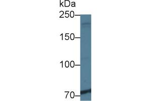 Western blot analysis of Human K562 cell lysate, using Rat NIN Antibody (1 µg/ml) and HRP-conjugated Goat Anti-Rabbit antibody ( (Ninein 抗体  (AA 1-153))