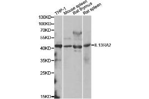 Western blot analysis of extracts of various cell lines, using IL13RA2 antibody (ABIN1980235) at 1:1000 dilution. (IL13RA2 抗体)