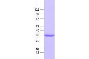 Western Blotting (WB) image for Vestigial Like 1 (VGLL1) protein (His tag) (ABIN2735251)