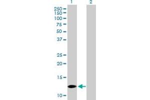 Western Blot analysis of COX7A2L expression in transfected 293T cell line by COX7A2L MaxPab polyclonal antibody. (COX7A2L 抗体  (AA 1-114))