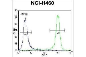 CHRND Antibody (Center) (ABIN655604 and ABIN2845088) flow cytometric analysis of NCI- cells (right histogram) compared to a negative control cell (left histogram). (CHRND 抗体  (AA 168-196))