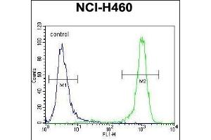 CHRND Antibody (Center) (ABIN655604 and ABIN2845088) flow cytometric analysis of NCI- cells (right histogram) compared to a negative control cell (left histogram). (CHRND 抗体  (AA 168-196))
