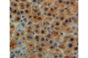 IHC-P analysis of liver tissue, with DAB staining. (Apolipoprotein M 抗体  (AA 20-190))