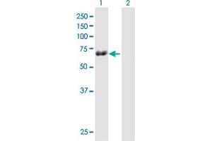 Western Blot analysis of TRIM29 expression in transfected 293T cell line by TRIM29 MaxPab polyclonal antibody. (TRIM29 抗体  (AA 1-588))