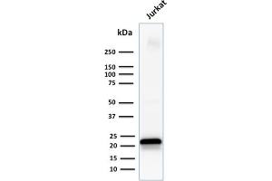 Western Blot Analysis of human Jurkat cell lysate using CD3e Mouse Monoclonal Antibody (C3e/1931). (CD3 epsilon 抗体  (AA 23-119))