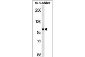 Western blot analysis in mouse bladder tissue lysates (35ug/lane). (TLR8 抗体  (C-Term))