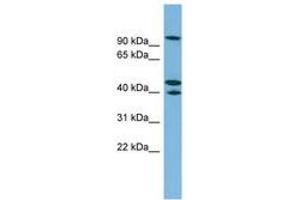Image no. 1 for anti-Exocyst Complex Component 5 (EXOC5) (AA 107-156) antibody (ABIN6744945) (EXOC5 抗体  (AA 107-156))