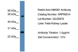 WB Suggested Anti-HMGB1  Antibody Titration: 0. (HMGB1 抗体  (Middle Region))