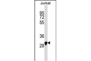 Western Blotting (WB) image for anti-Olfactory Receptor, Family 1, Subfamily N, Member 1 (OR1N1) (AA 277-306), (C-Term) antibody (ABIN657733)