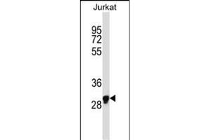 OR1N1 Antibody (C-term) (ABIN657733 and ABIN2846718) western blot analysis in Jurkat cell line lysates (35 μg/lane).