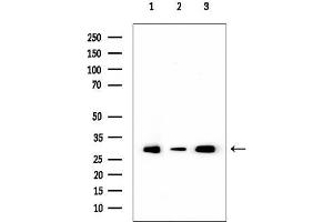 Western blot analysis of lysates from various samples, using AQP4 Mouse Monoclonal Antibody.