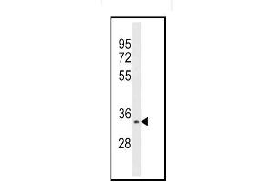 Western blot analysis of Aurora kinase C Antibody (C-term) Cat. (Aurora Kinase C 抗体  (N-Term))