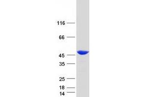 Western Blotting (WB) image for Capping Protein (Actin Filament), Gelsolin-Like (CAPG) protein (Myc-DYKDDDDK Tag) (ABIN2713111)