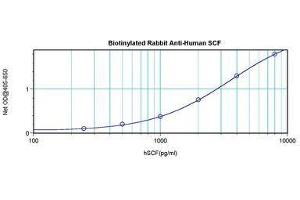Image no. 1 for anti-KIT Ligand (KITLG) antibody (Biotin) (ABIN465584) (KIT Ligand 抗体  (Biotin))
