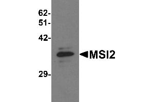 Western blot analysis of MSI2 in EL4 cell lysate with MSI2 antibody at 1 µg/mL.