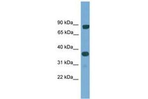 Image no. 1 for anti-KH Domain Containing, RNA Binding, Signal Transduction Associated 2 (KHDRBS2) (AA 30-79) antibody (ABIN6745505)