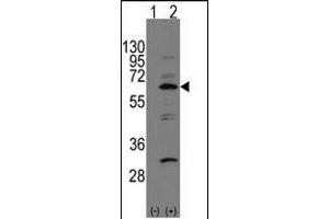Western blot analysis of P-BP1(arrow) using rabbit polyclonal P-BP1 Antibody (C-term) 7273b. (NAE1 抗体  (C-Term))