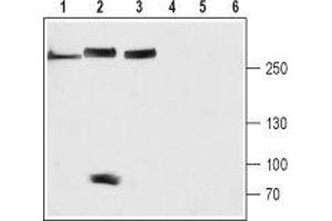 Western blot analysis of rat brain (lanes 1 and 4), mouse heart (lanes 2 and 5) and SH-SYS5 cell (lanes 3 and 6) lysates: - 1-3. (NALCN 抗体  (Domain 3, Extracellular))
