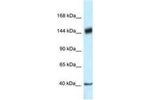 Image no. 1 for anti-Proline-, Glutamic Acid- and Leucine-Rich Protein 1 (PELP1) (AA 791-840) antibody (ABIN6747345)