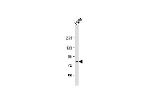 Anti-MFN2 Antibody (Center) at 1:1000 dilution + Hela whole cell lysate Lysates/proteins at 20 μg per lane. (MFN2 抗体  (AA 447-476))
