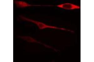 ABIN6269088 staining 293 cells by IF/ICC.