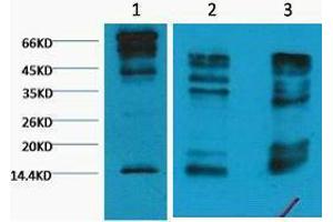 Western Blotting (WB) image for anti-Histone 3 (H3) (H3K9me3) antibody (ABIN3181170) (Histone 3 抗体  (H3K9me3))