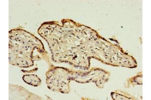 Immunohistochemistry (IHC) image for anti-Complement C1q Tumor Necrosis Factor-Related Protein 6 (C1QTNF6) (AA 47-278) antibody (ABIN7148349)
