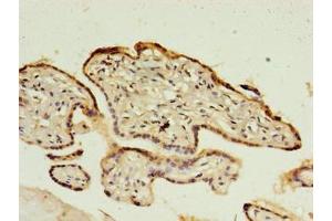 Immunohistochemistry of paraffin-embedded human placenta tissue using ABIN7148349 at dilution of 1:100 (CTRP6 抗体  (AA 47-278))