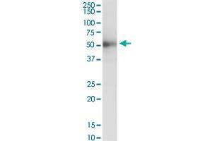 ISLR MaxPab polyclonal antibody. (ISLR 抗体  (AA 1-428))