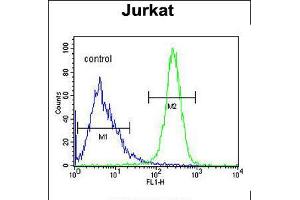 Flow cytometric analysis of Jurkat cells (right histogram) compared to a negative control cell (left histogram). (ANGEL1 抗体  (C-Term))
