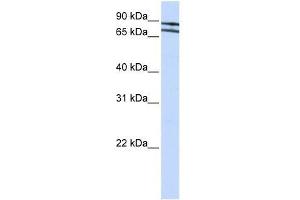 ZNF572 antibody used at 0. (ZNF572 抗体  (N-Term))