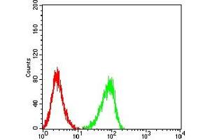 Flow cytometric analysis of HL-60 cells using CD72 mouse mAb (green) and negative control (red). (CD72 抗体  (AA 117-359))