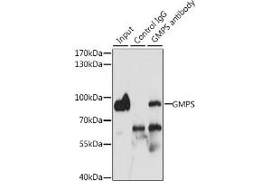 Immunoprecipitation analysis of 200 μg extracts of MCF-7 cells, using 3 μg GMPS antibody (ABIN6133520, ABIN6141190, ABIN6141191 and ABIN6222293). (GMP Synthase 抗体  (AA 394-693))