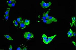 Immunofluorescence (IF) image for anti-Solute Carrier Family 16 (Monocarboxylic Acid Transporters), Member 3 (SLC16A3) (AA 406-465) antibody (ABIN7160173)