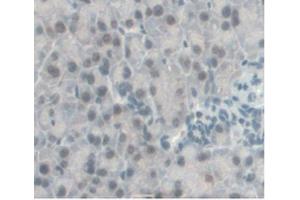IHC-P analysis of Mouse Pancreas Tissue, with DAB staining. (CCL2 抗体  (AA 24-96))