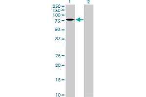 Western Blot analysis of CNOT2 expression in transfected 293T cell line by CNOT2 MaxPab polyclonal antibody. (CNOT2 抗体  (AA 1-540))